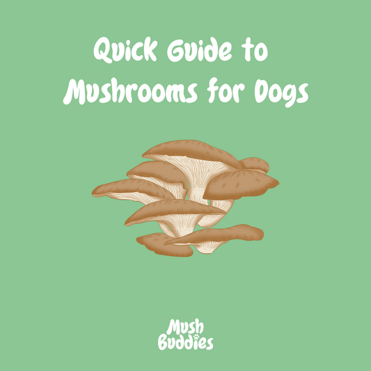 Quick Guide to Mushrooms for Dogs
