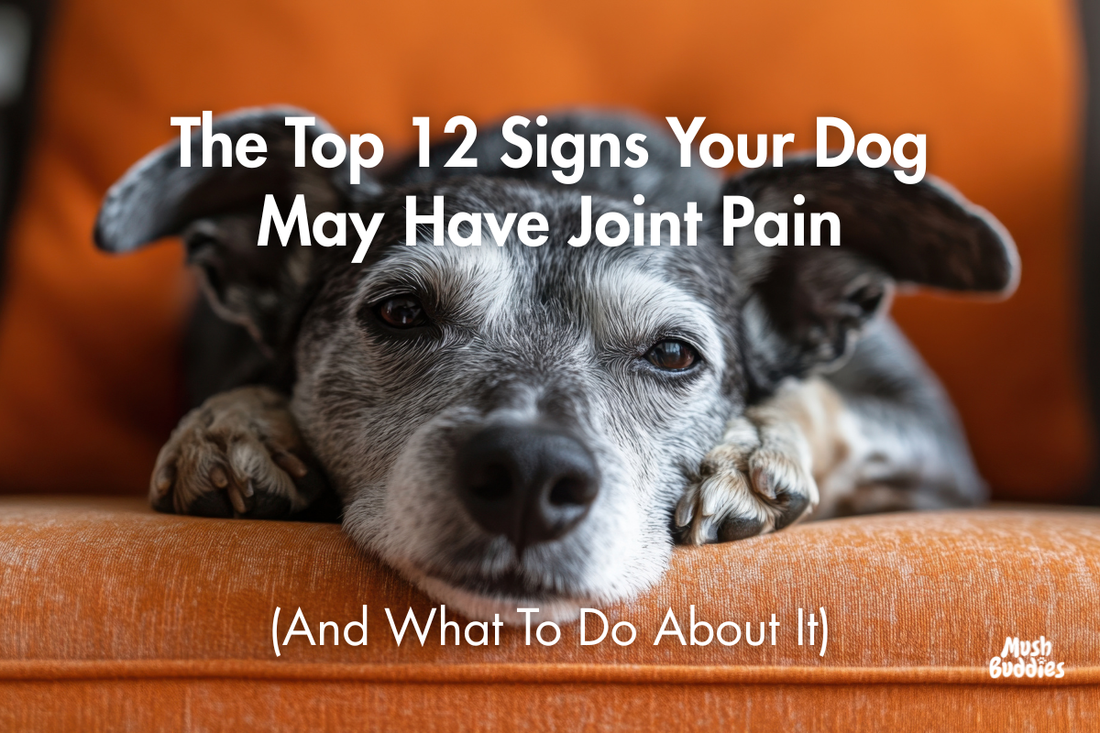 The Top 12 Signs Your Dog May Have Joint Pain (And What To Do About It)