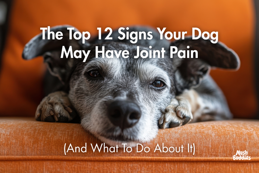 The Top 12 Signs Your Dog May Have Joint Pain (And What To Do About It)