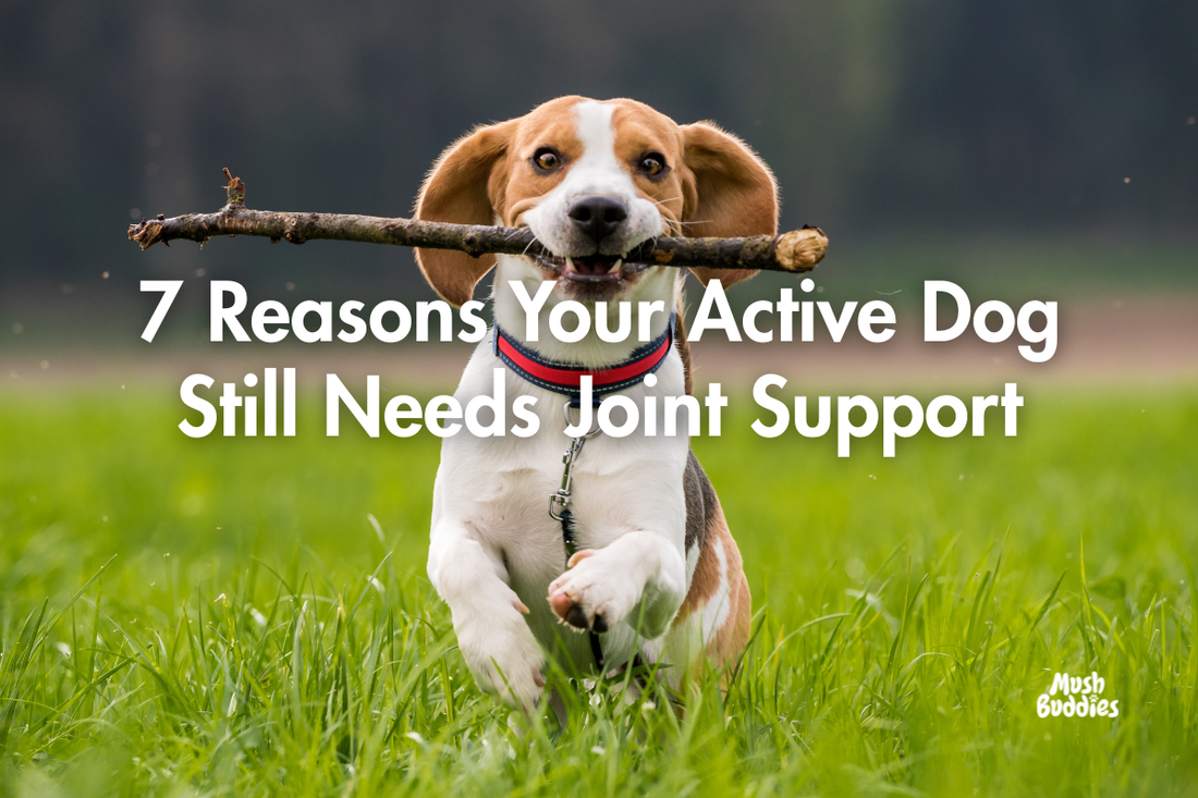 7 Reasons Your Active Dog Still Needs Joint Support