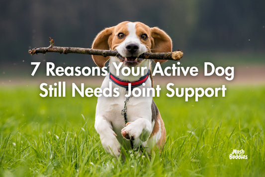 7 Reasons Your Active Dog Still Needs Joint Support