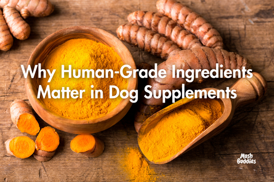 Why Human-Grade Ingredients Matter in Dog Supplements