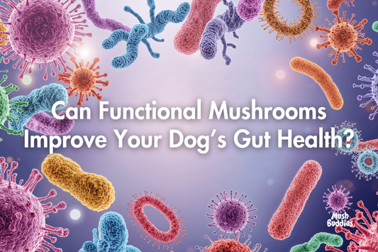 Can Functional Mushrooms Improve Your Dog’s Gut Health?