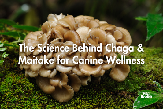 The Science Behind Chaga & Maitake for Canine Wellness