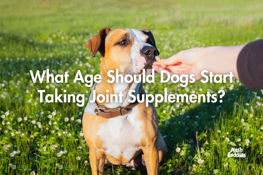 What Age Should Dogs Start Taking Joint Supplements?