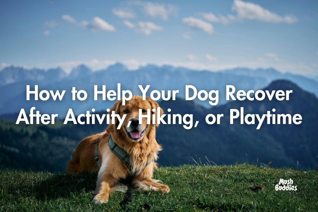 How to Help Your Dog Recover After Activity, Hiking, or Playtime