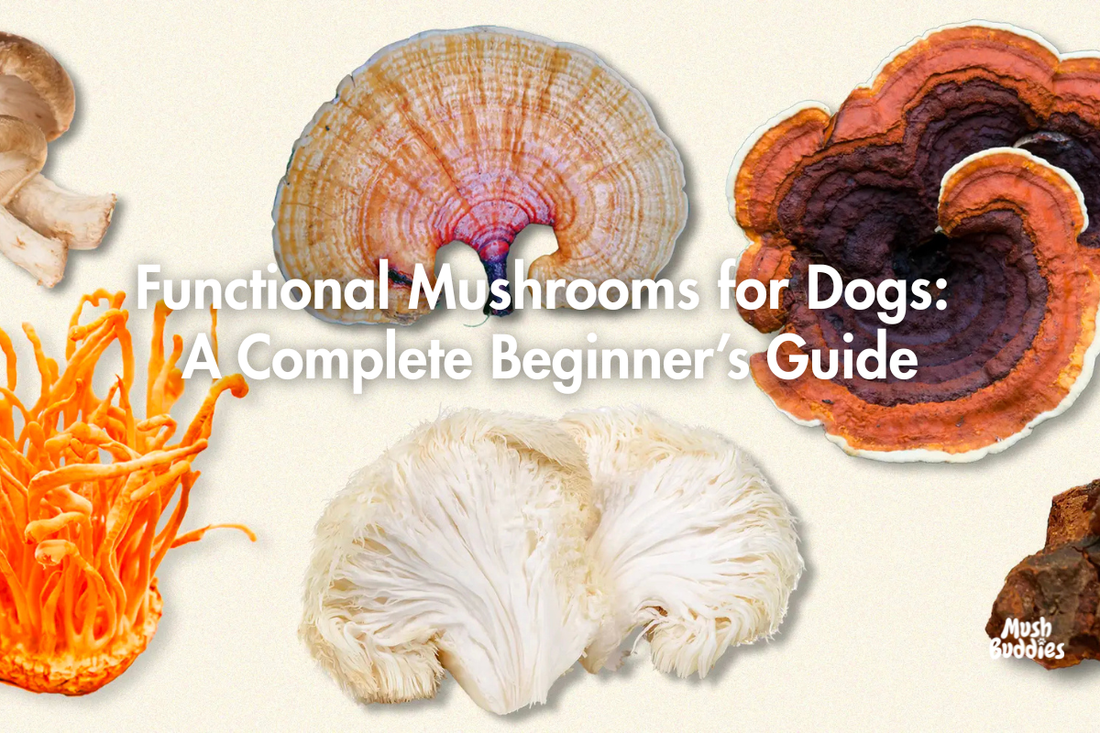 Functional Mushrooms for Dogs: A Complete Beginner’s Guide