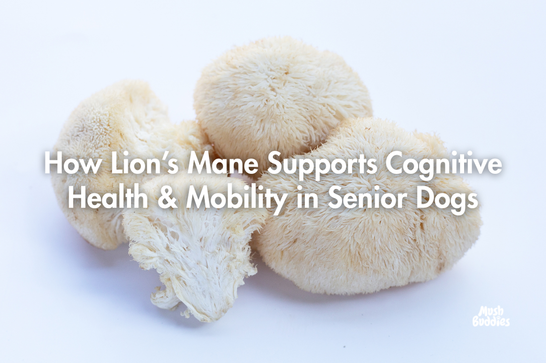 How Lion’s Mane Supports Cognitive Health & Mobility in Senior Dogs