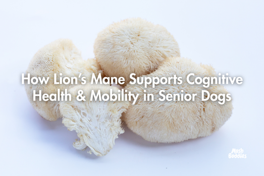How Lion’s Mane Supports Cognitive Health & Mobility in Senior Dogs