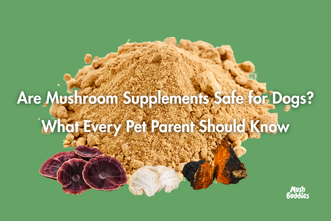 Are Mushroom Supplements Safe for Dogs? What Every Pet Parent Should Know
