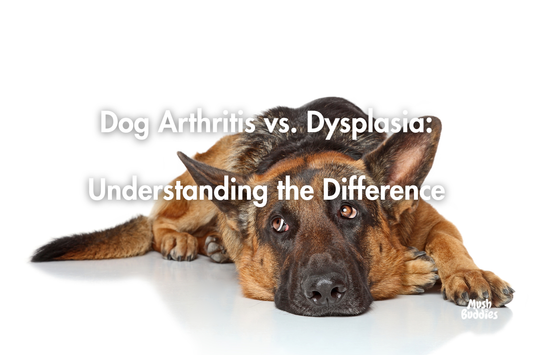 Dog Arthritis vs. Dysplasia: Understanding the Difference