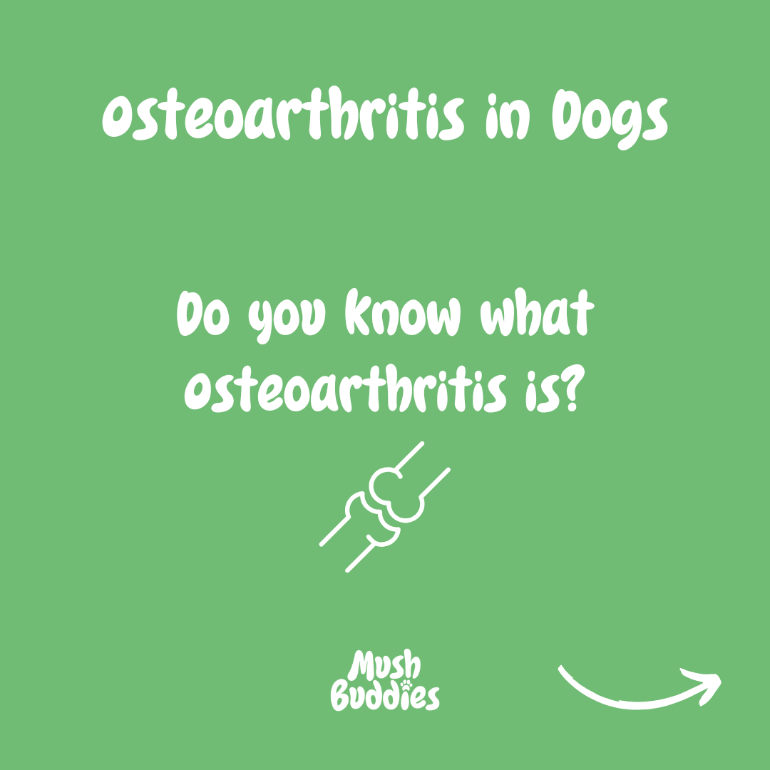 Osteoarthritis Could Impact Your Dog's Life