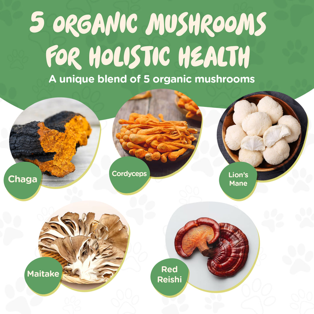 Functional Mushrooms for Dogs